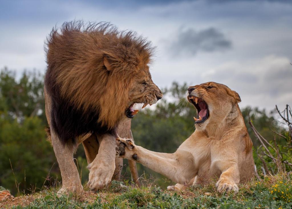 Kariega Game Reserve Ukhozi Lodge photo 2