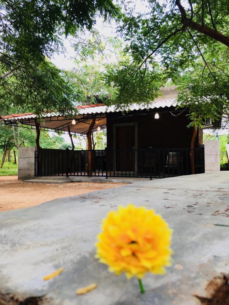 The Summer Corridor - Kataragama photo 4