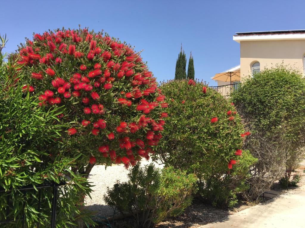Villa Anthiana photo 4