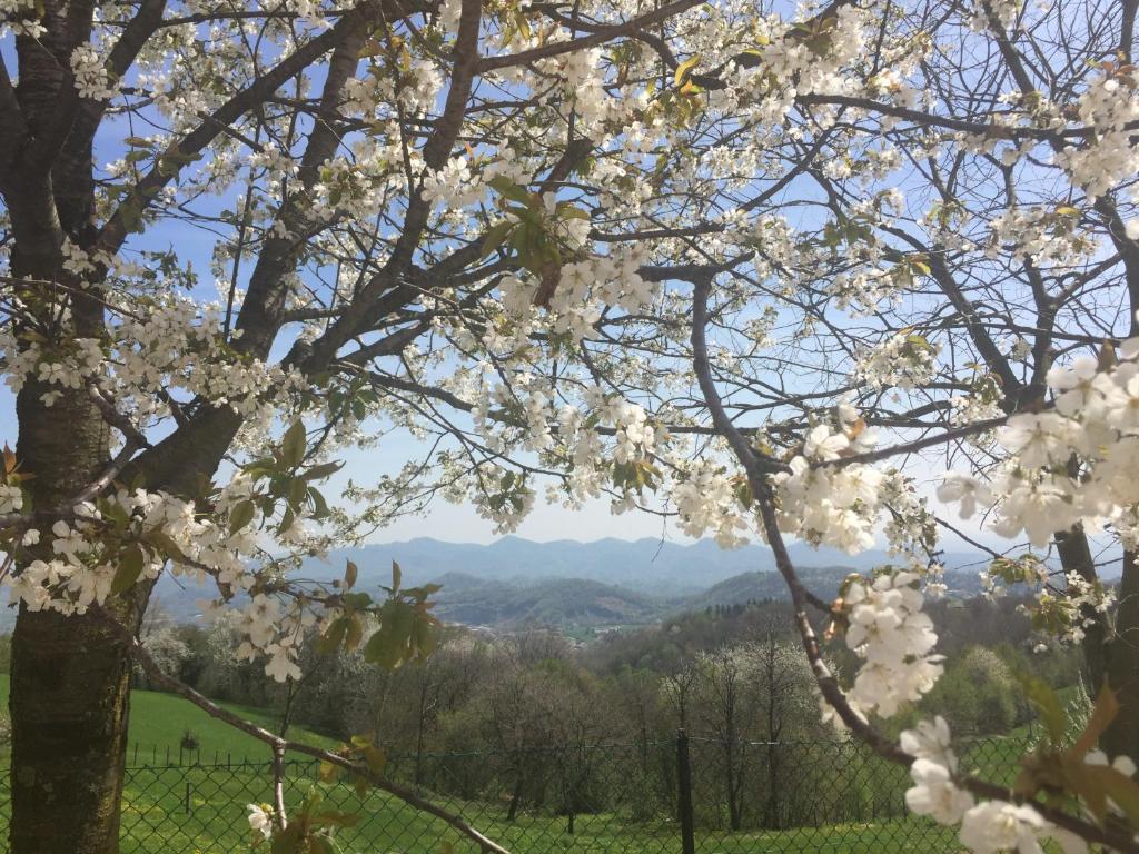 Boccaor photo 4