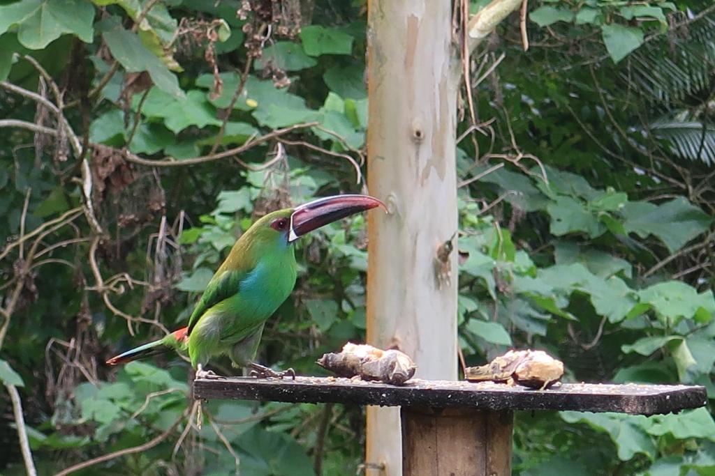 Hotel Selva Verde photo 1