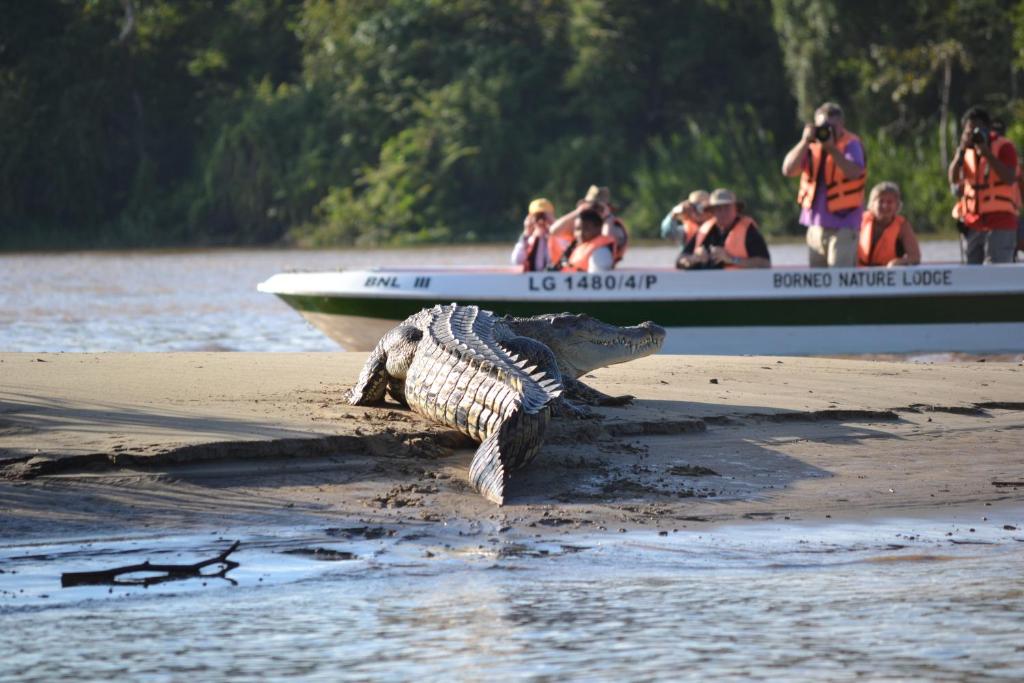Borneo Nature Lodge photo 2