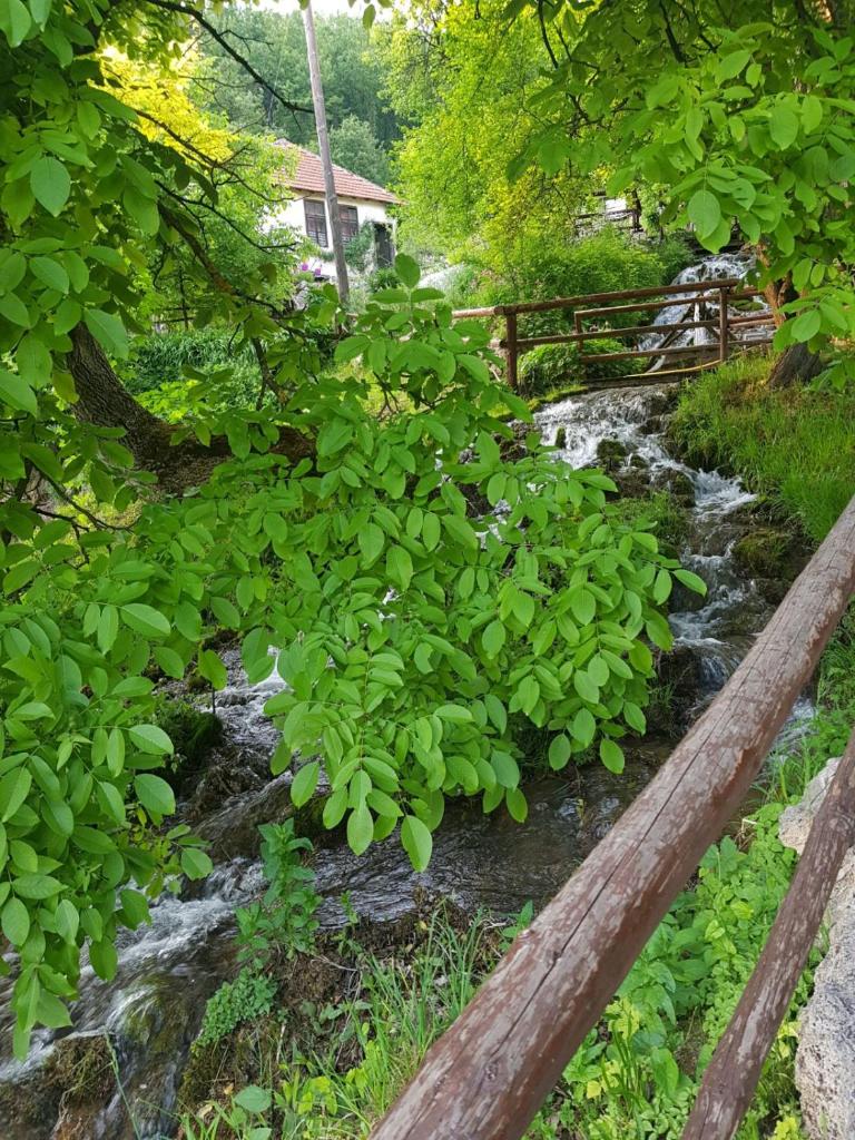 Guest House Lisinski Raj photo 3