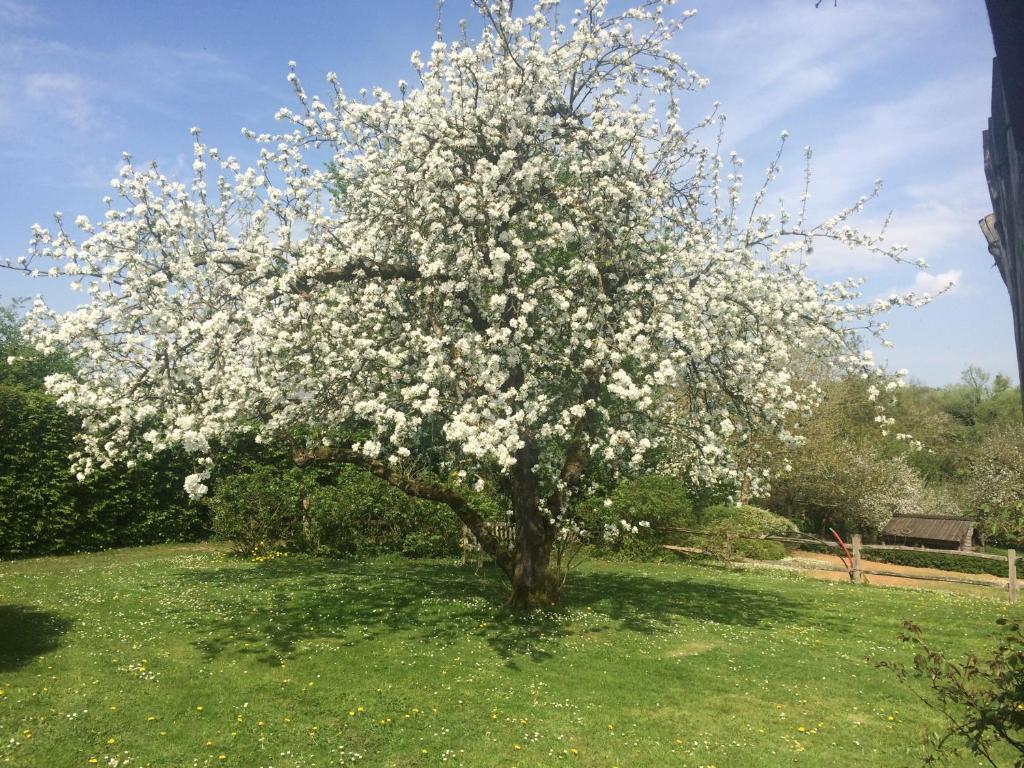 Le Jardin Des Sources photo 3
