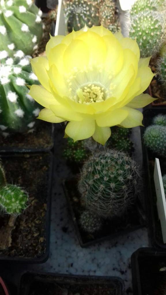 Kaktus photo 3