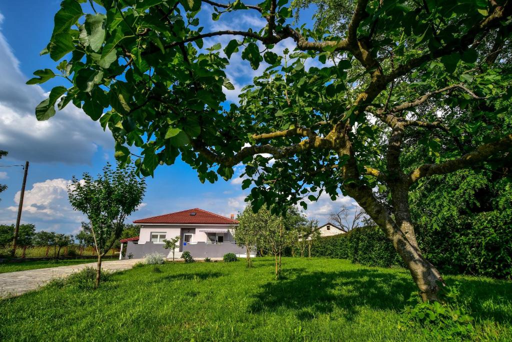 Ankin Dvor photo 4