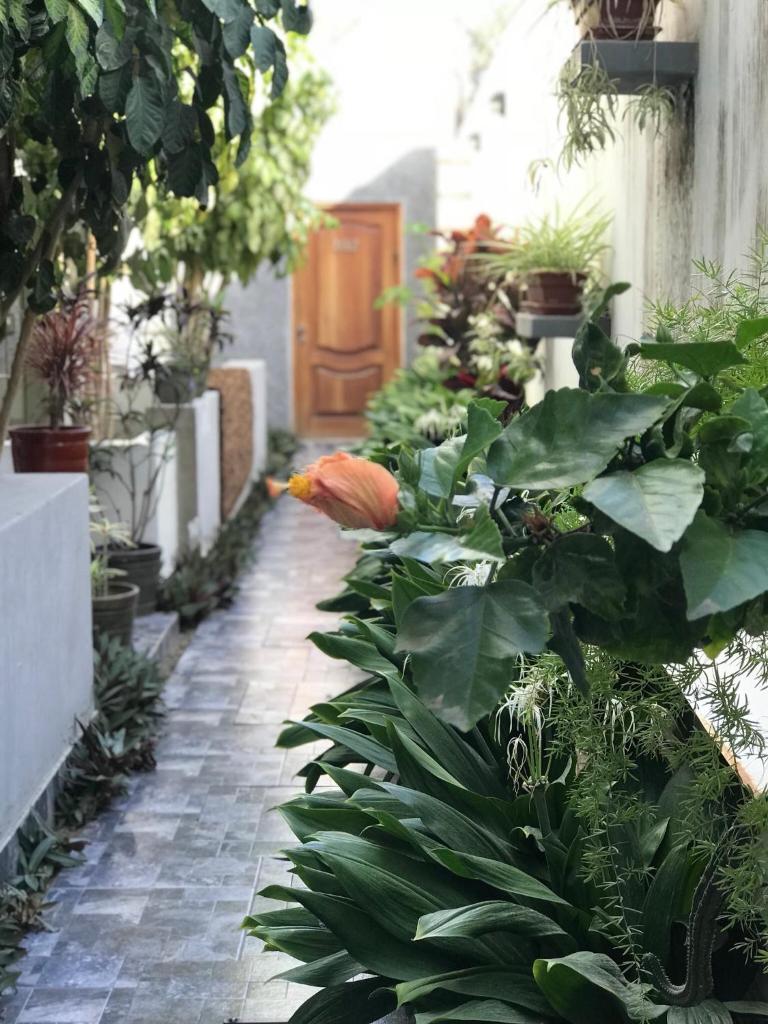 Garden House Piura photo 3