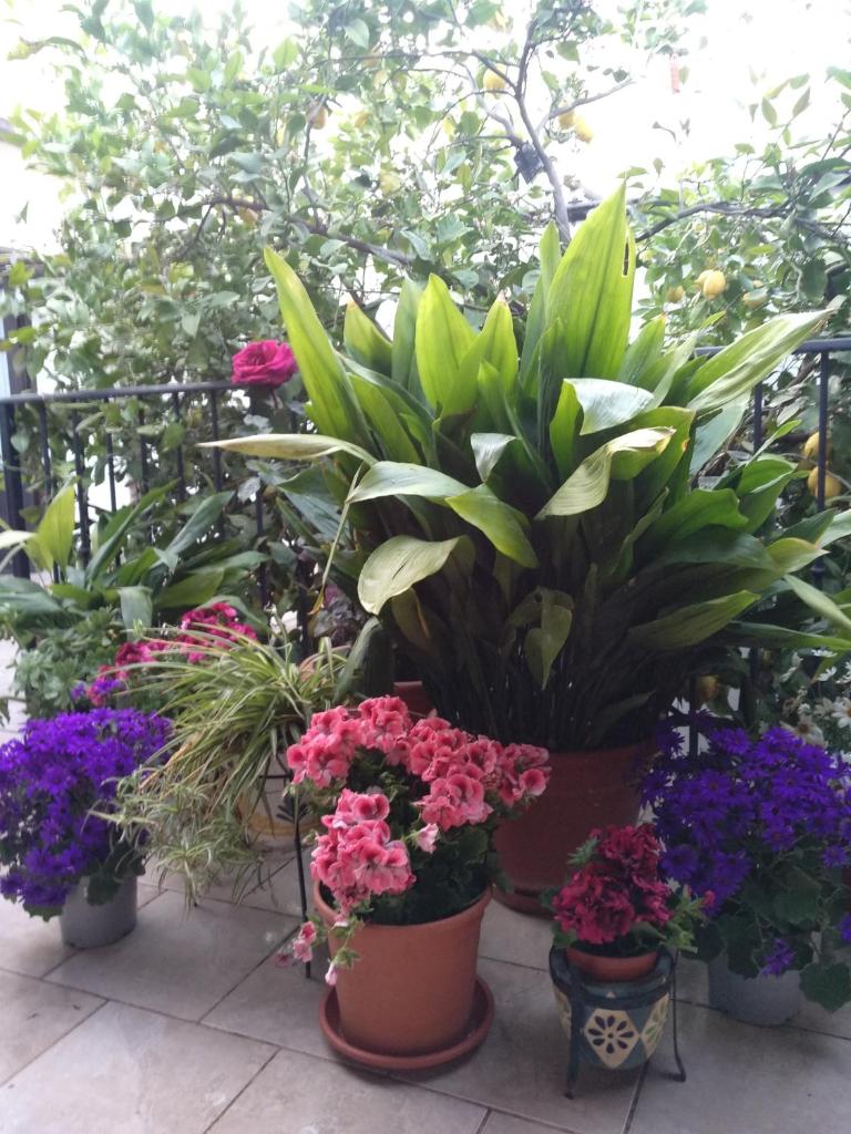 El Patio Andalú photo 2