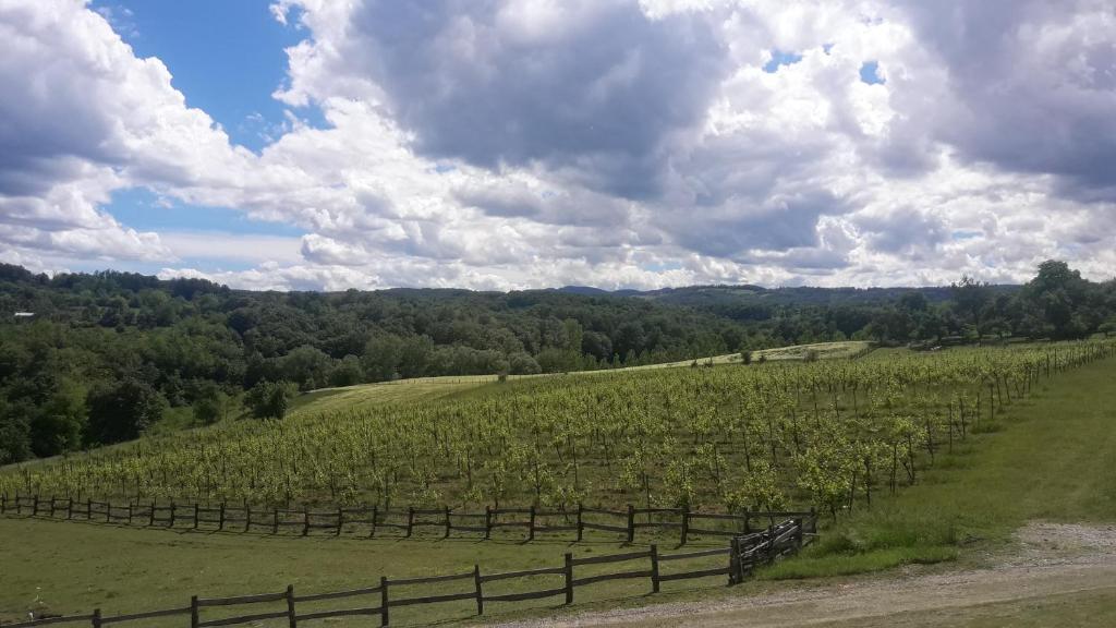 Apartmani Vinogradi photo 2