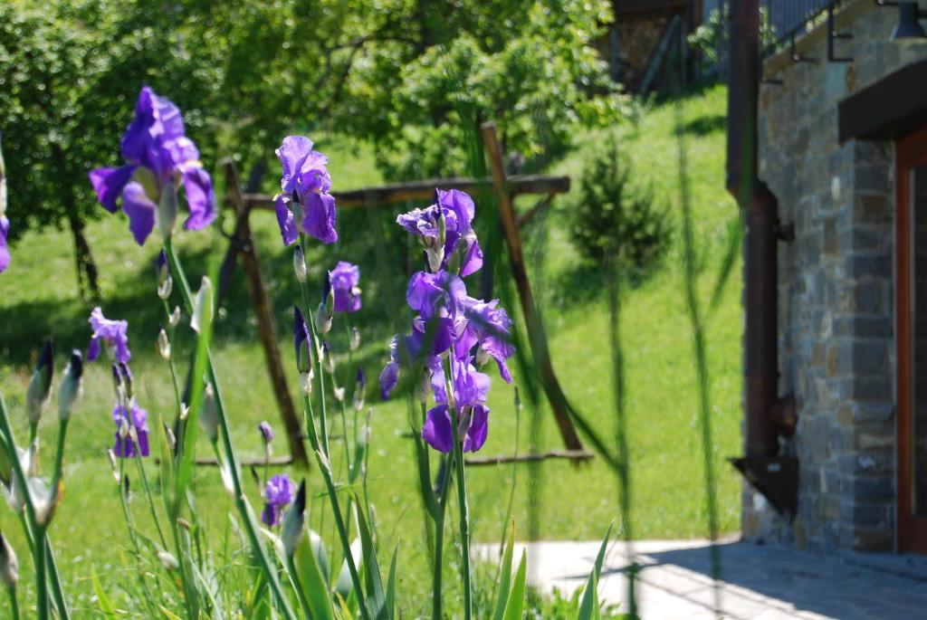 Il Paradiso monolocale Cottage photo 4