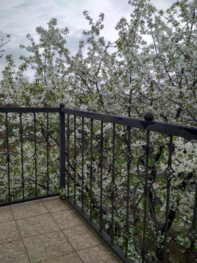 Oselya Guest House photo 1