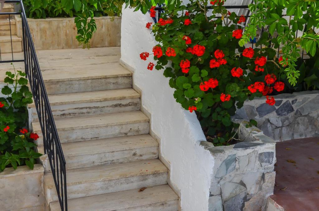 Kalypso photo 3