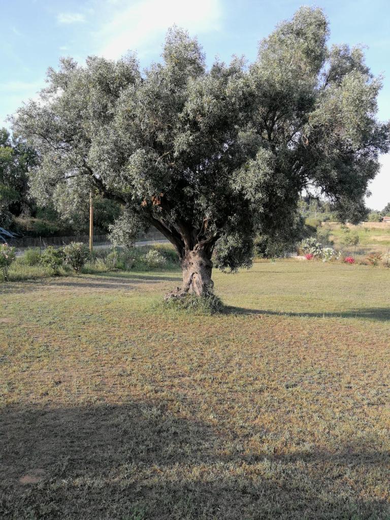 I due Ulivi - strada per La Caletta photo 1