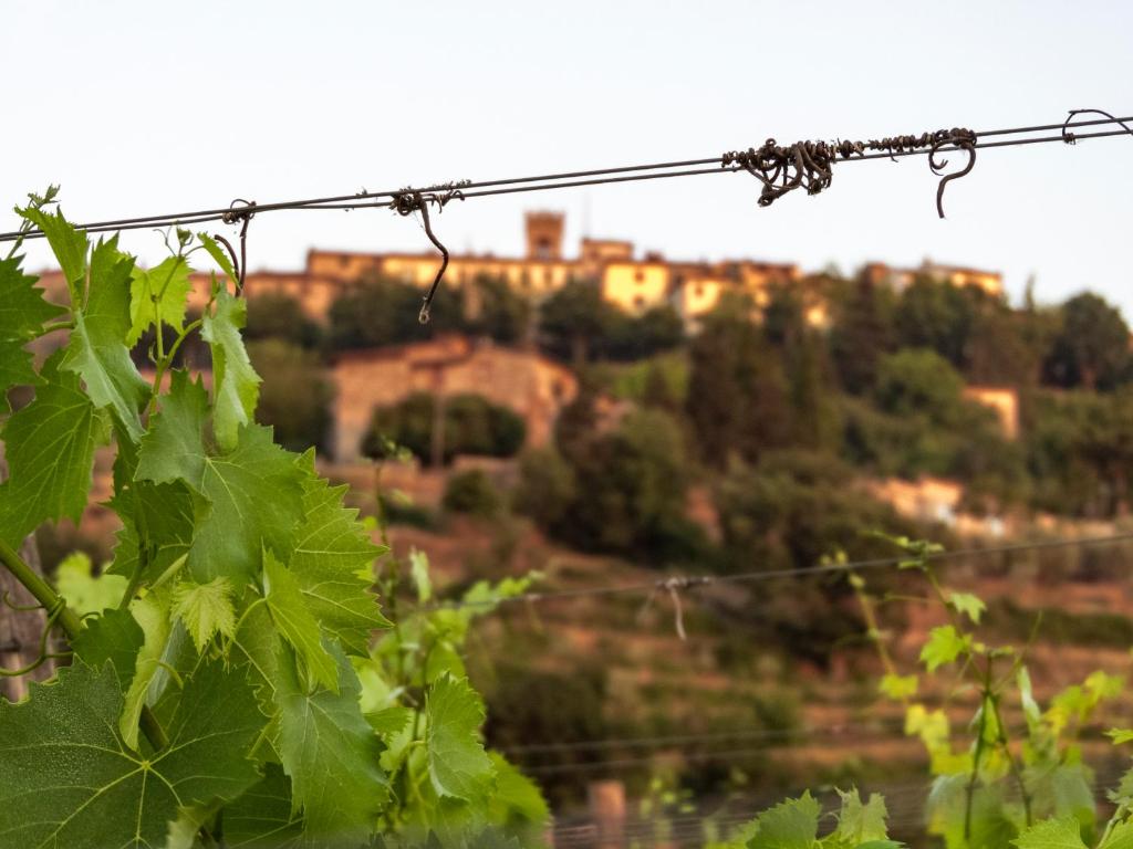 Tenuta Cortedomina photo 3