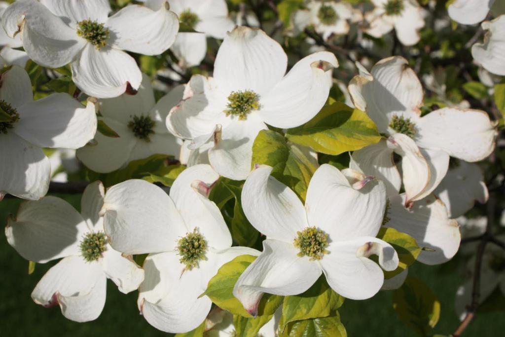 Dogwood Bed & Breakfast photo 2