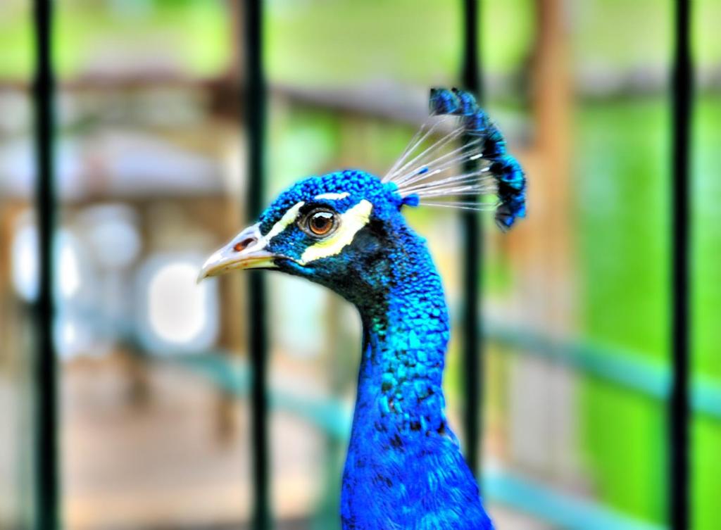 Eden Nature Park and Resort photo 4