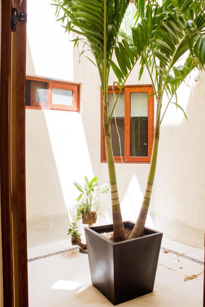 Сьюит (Двухместные апартаменты с 1 кроватью и патио), Casa Azul Maya