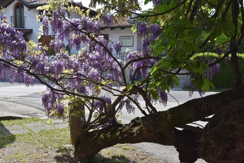Al Vecchio Glicine photo 2