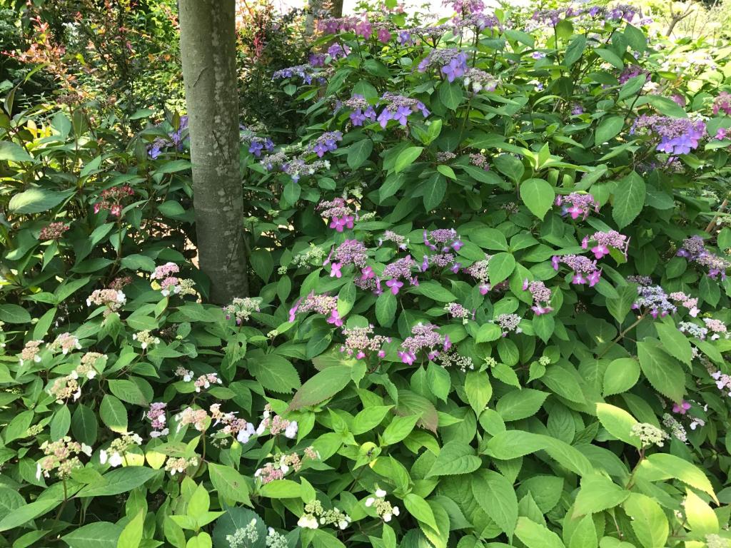 Pension Sanrinsha photo 4