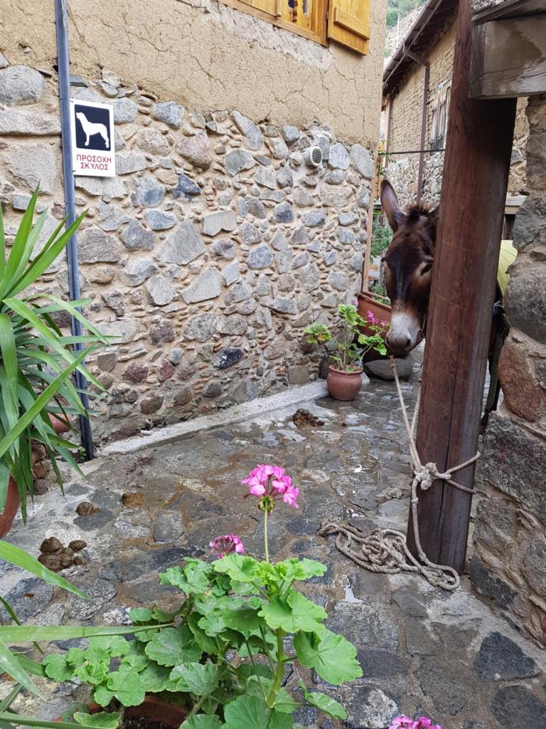 Irene's House photo 4