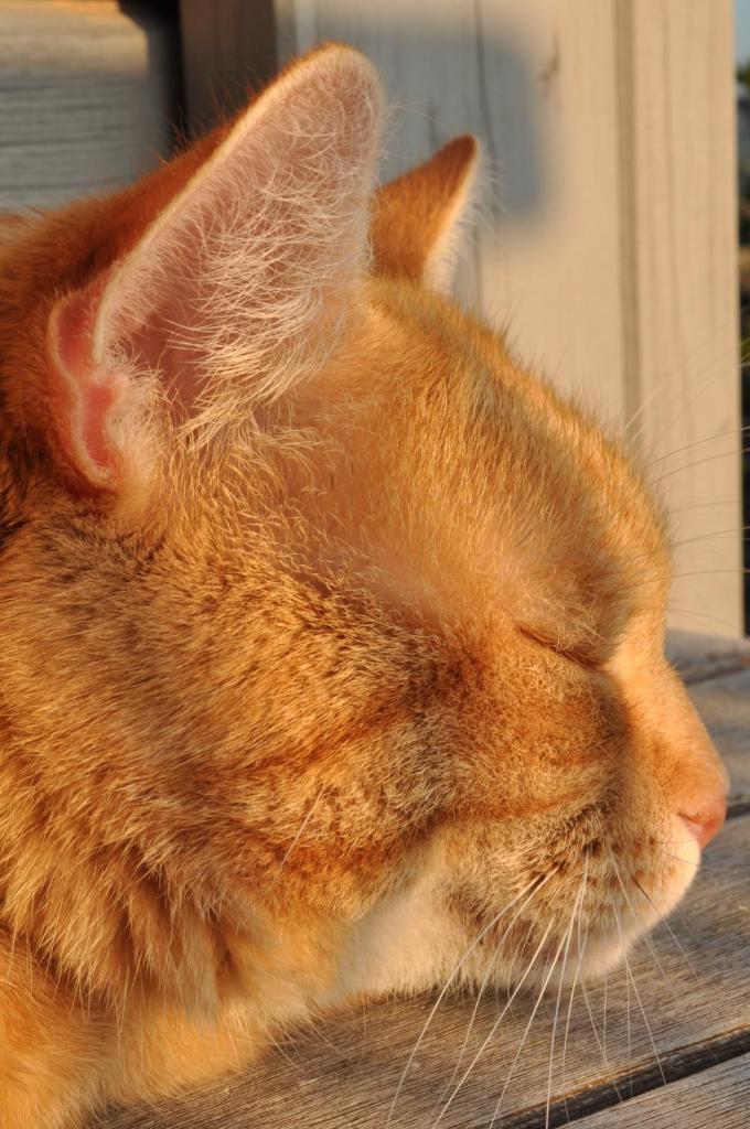 Ferienwohnung Roter Kater am Nationalpark Eifel photo 2