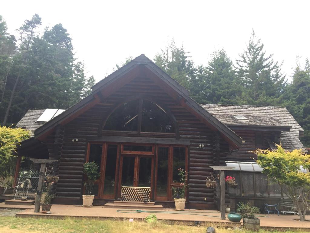 Redwood forest photo 1