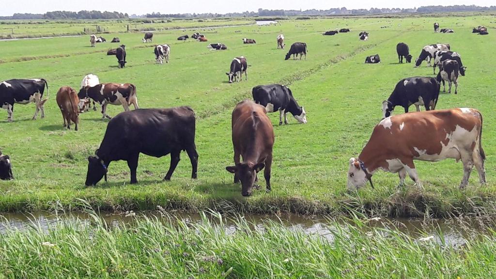 Noord-Hollands Hof Dream photo 1