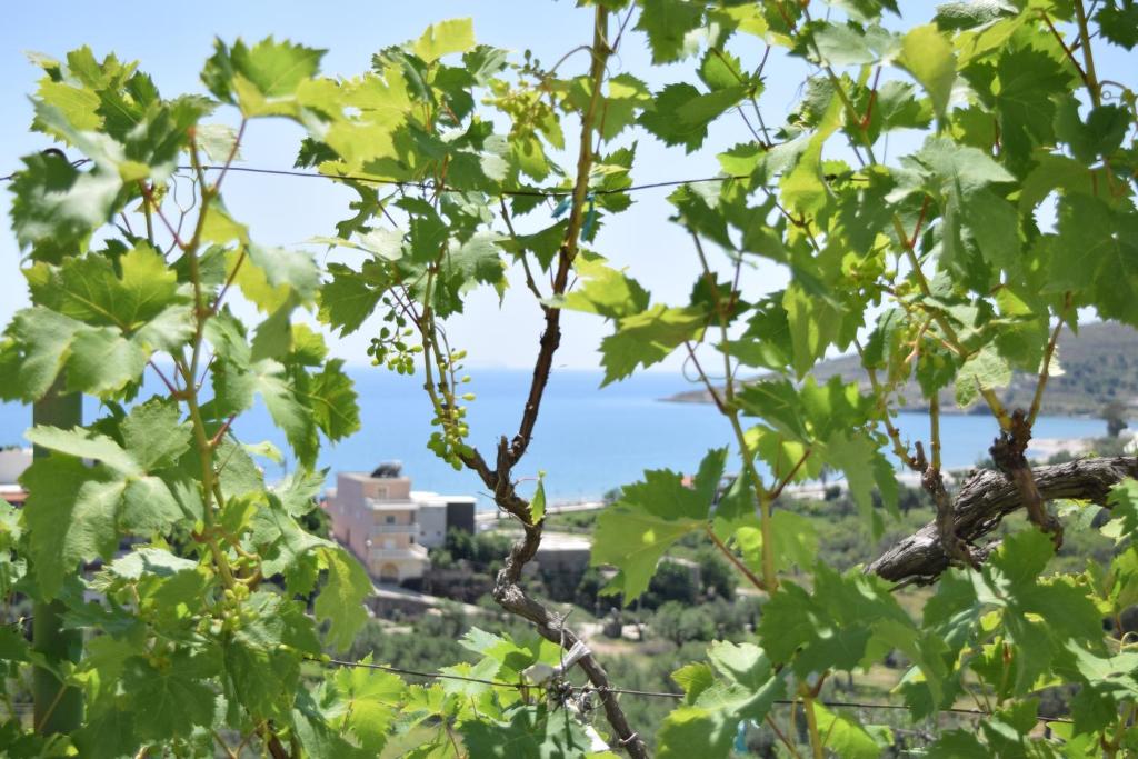 Belvedere Adriatica photo 4