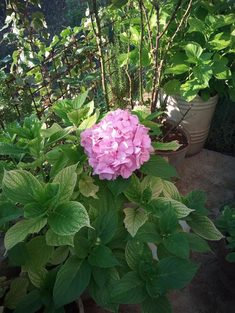 Neva photo 1