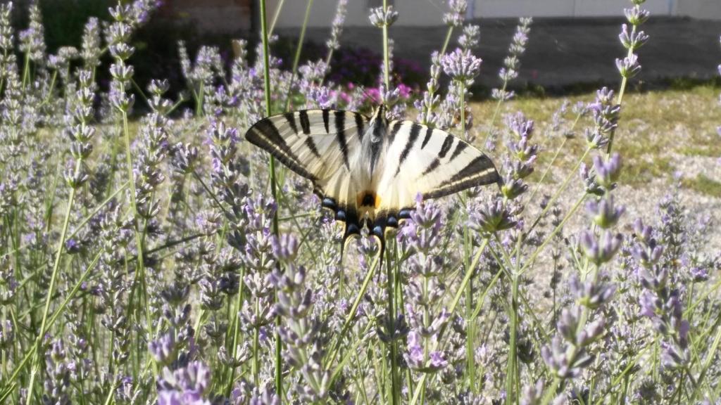 B&B Il Giarolo photo 3
