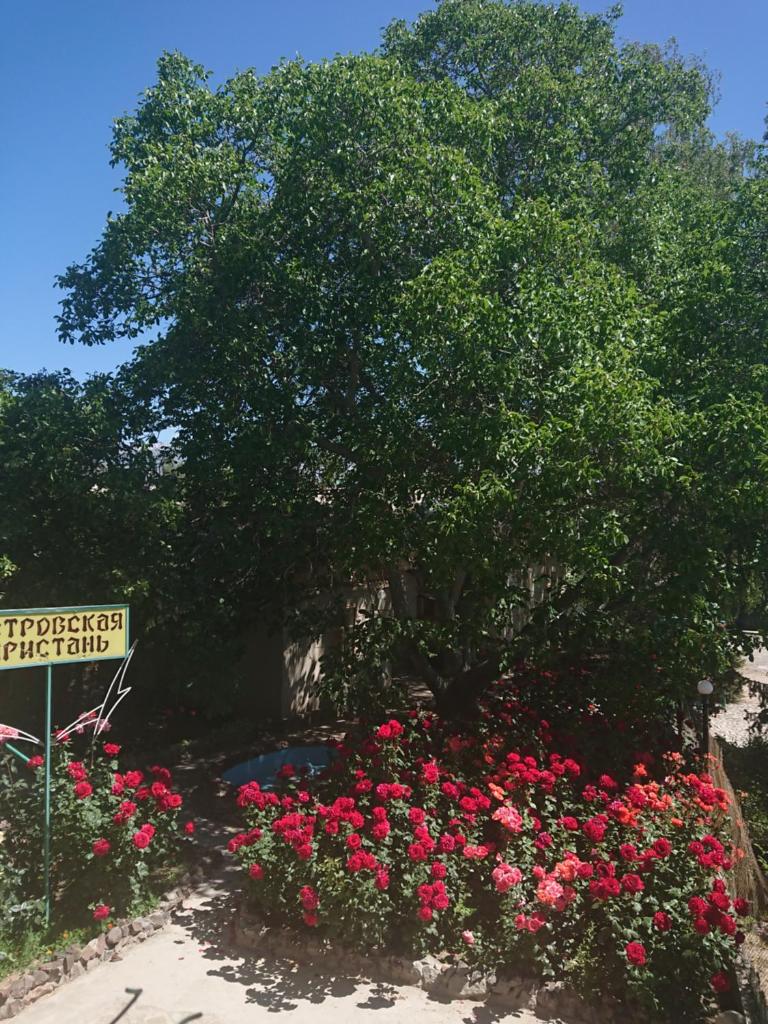 Petrovskaya Pristan photo 2