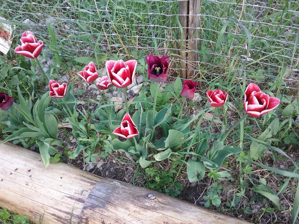 L'arberc photo 1