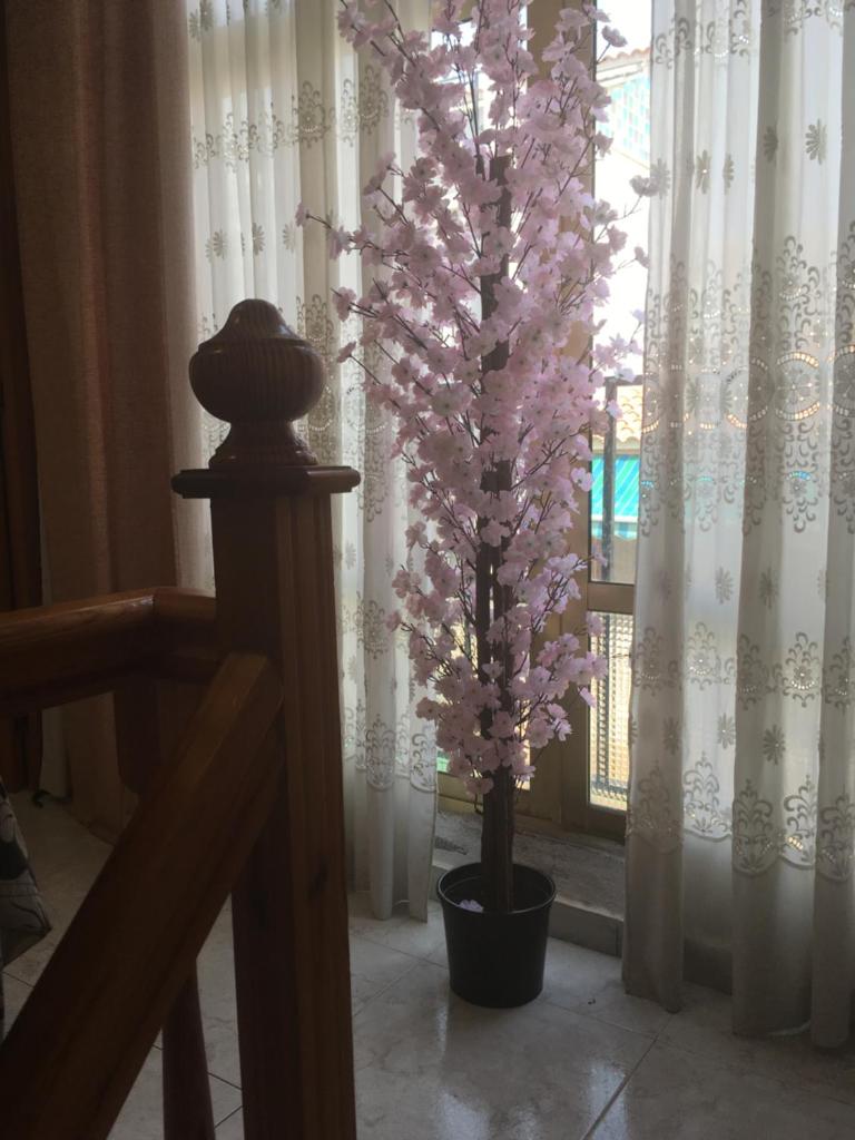 Casa Phoenix Bed & Breakfast photo 3