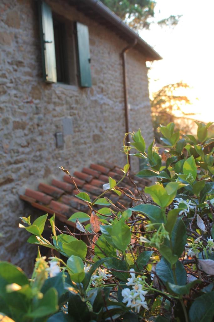 Podere I Rovai-apt IL RIFUGIO- in the heart of Tuscany photo 4