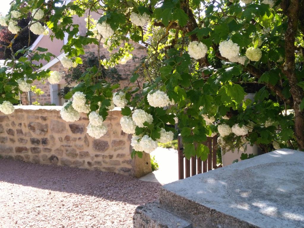 Le Cèdre enchanté photo 3