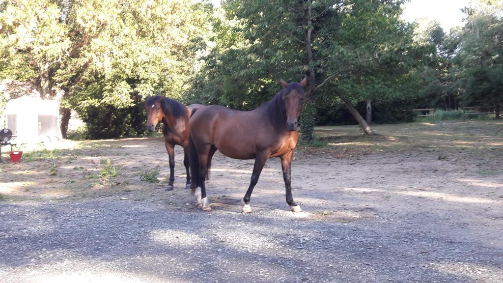 Le petit plessis photo 3