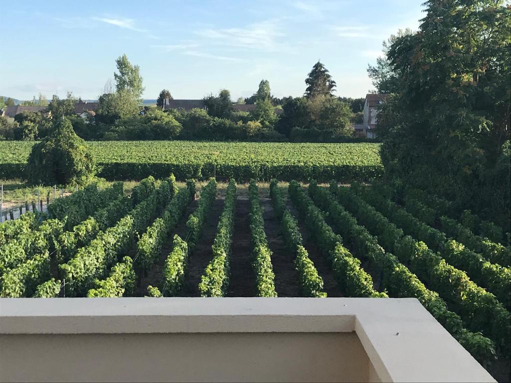 VILLA 87 - AY CHAMPAGNE photo 2