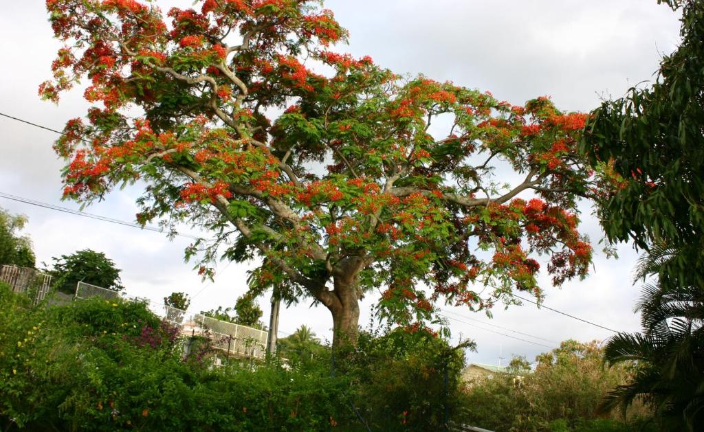 Villa Flamboyant photo 1