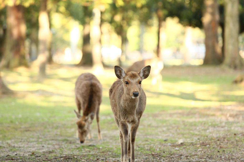 Nara Hotel photo 3