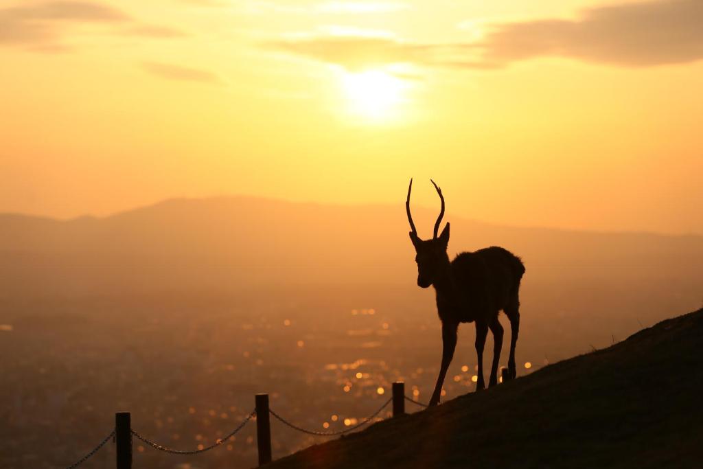 Nara Hotel photo 4