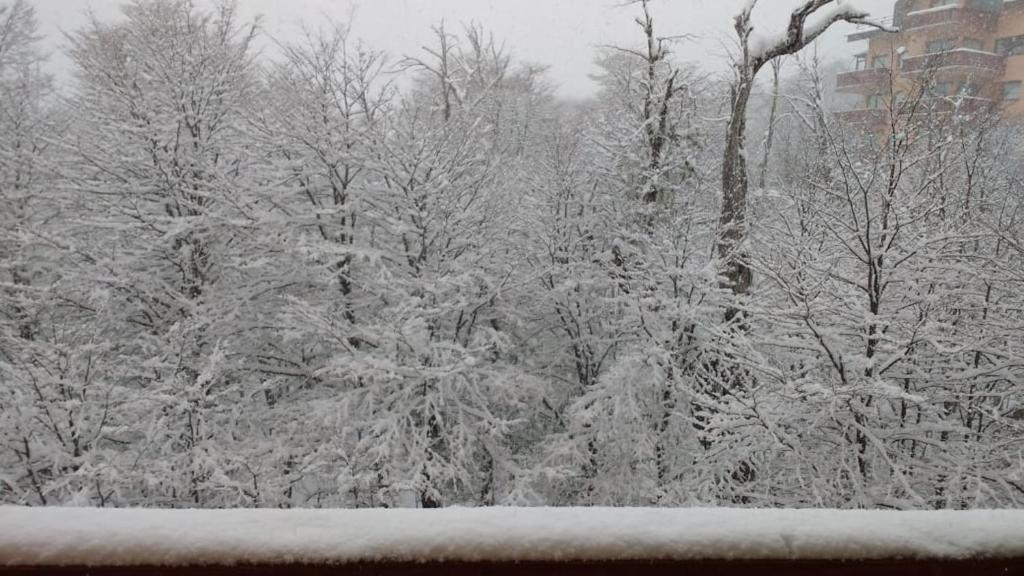 Bosque Nevado photo 4