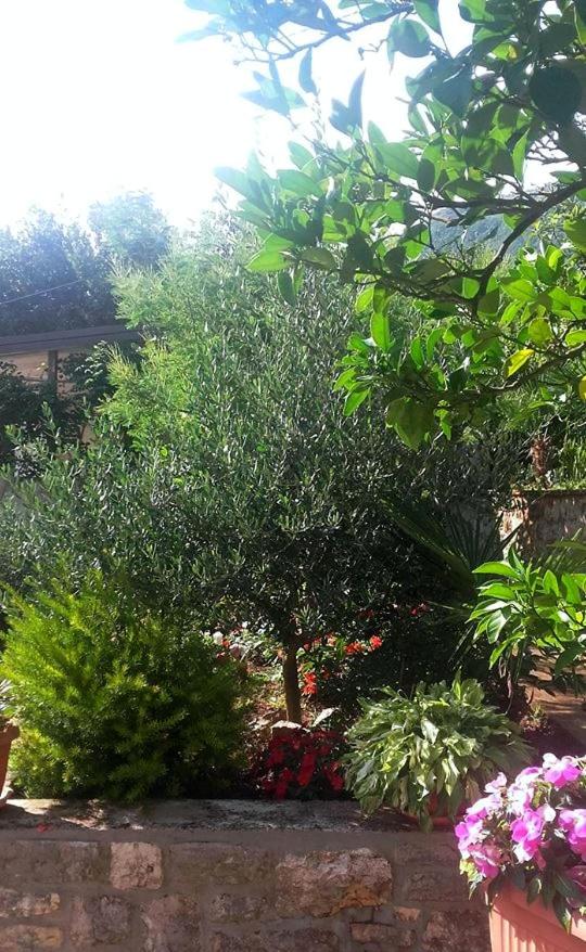 Apartman Vera photo 2