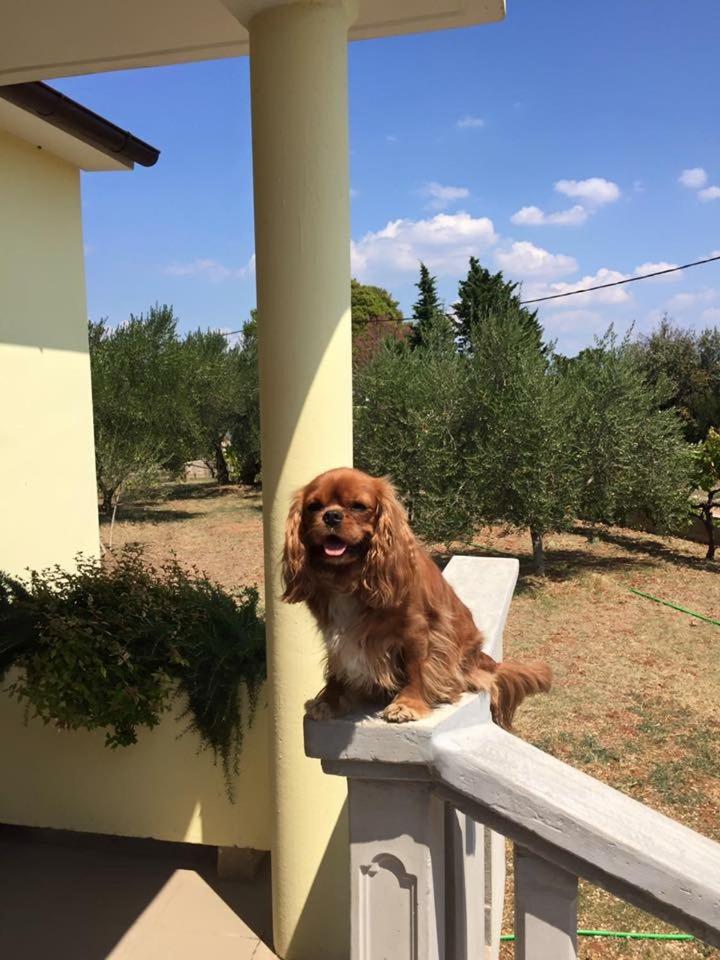 Kuća za odmor Dido Ive photo 1