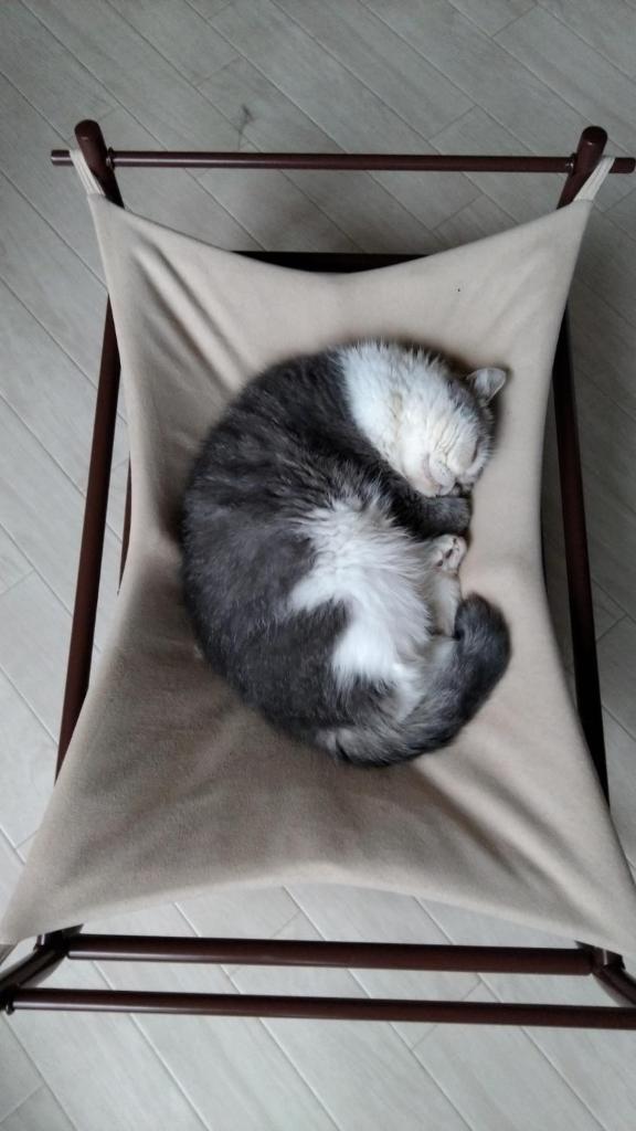 Cat Cafe & Stay Cultus's Home photo 3