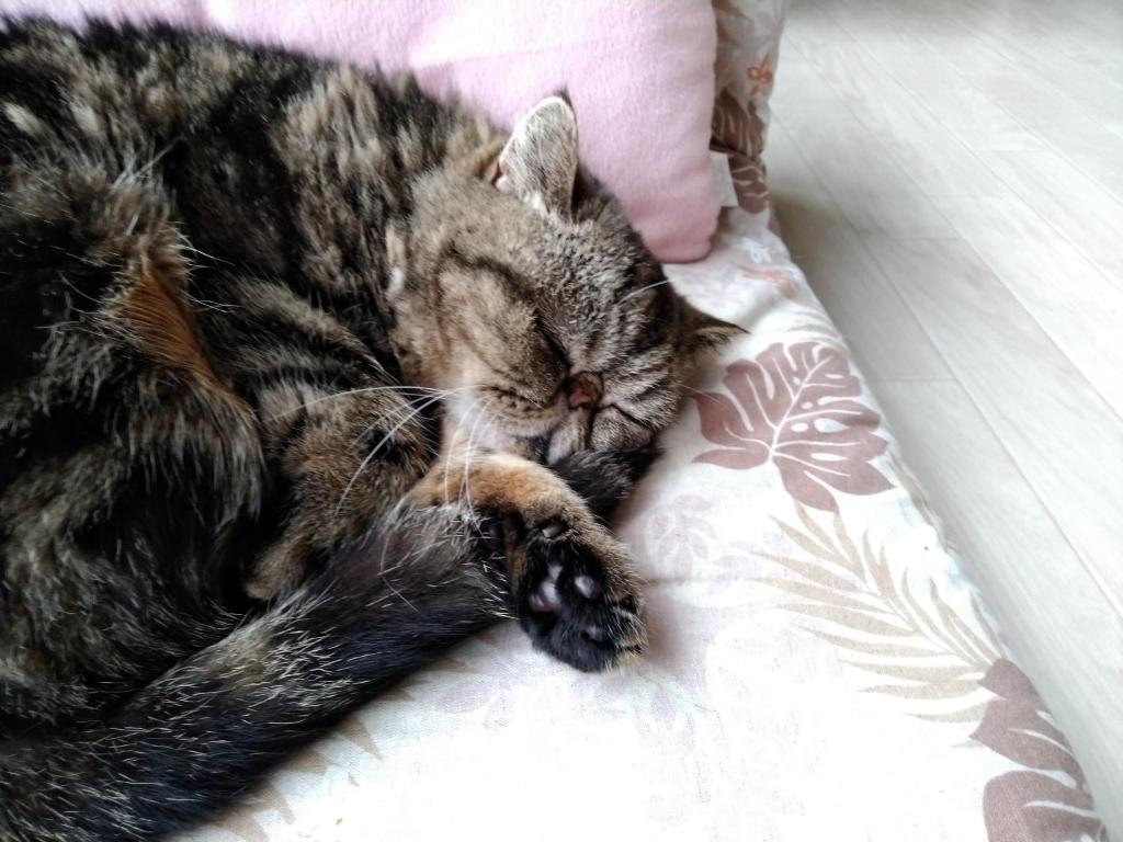 Cat Cafe & Stay Cultus's Home photo 4