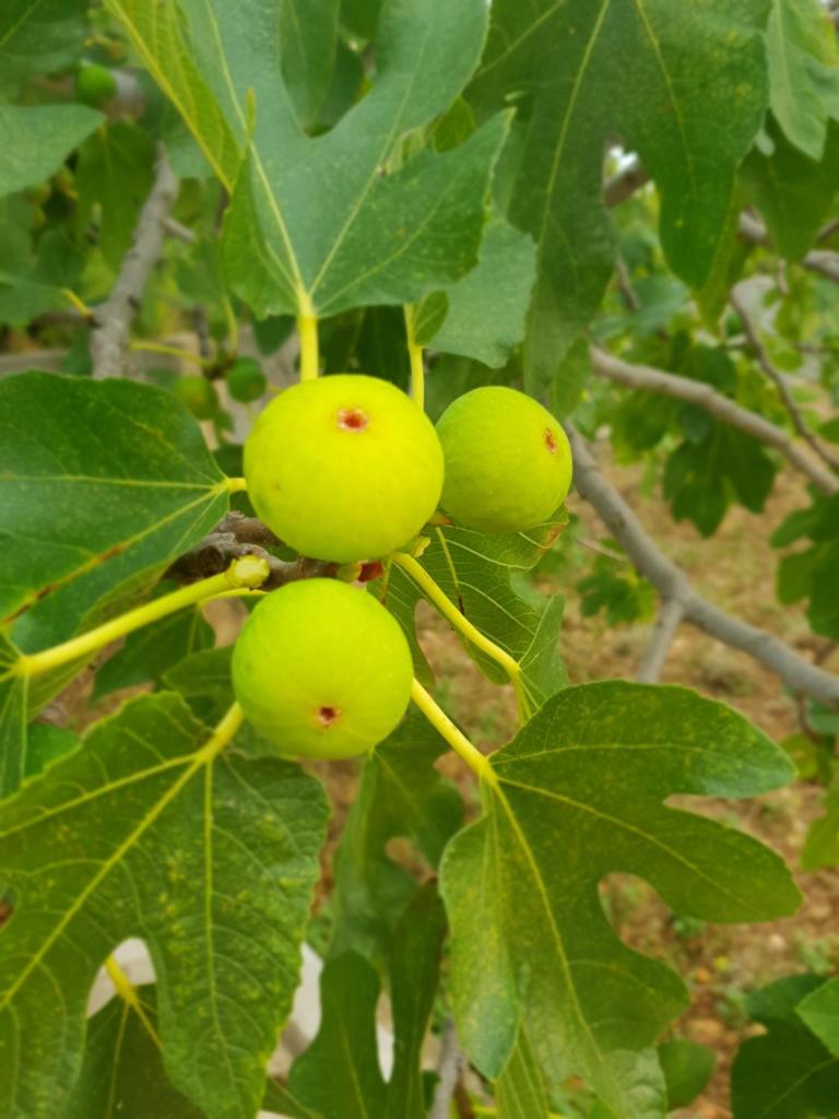 Kuća za odmor Mile photo 4