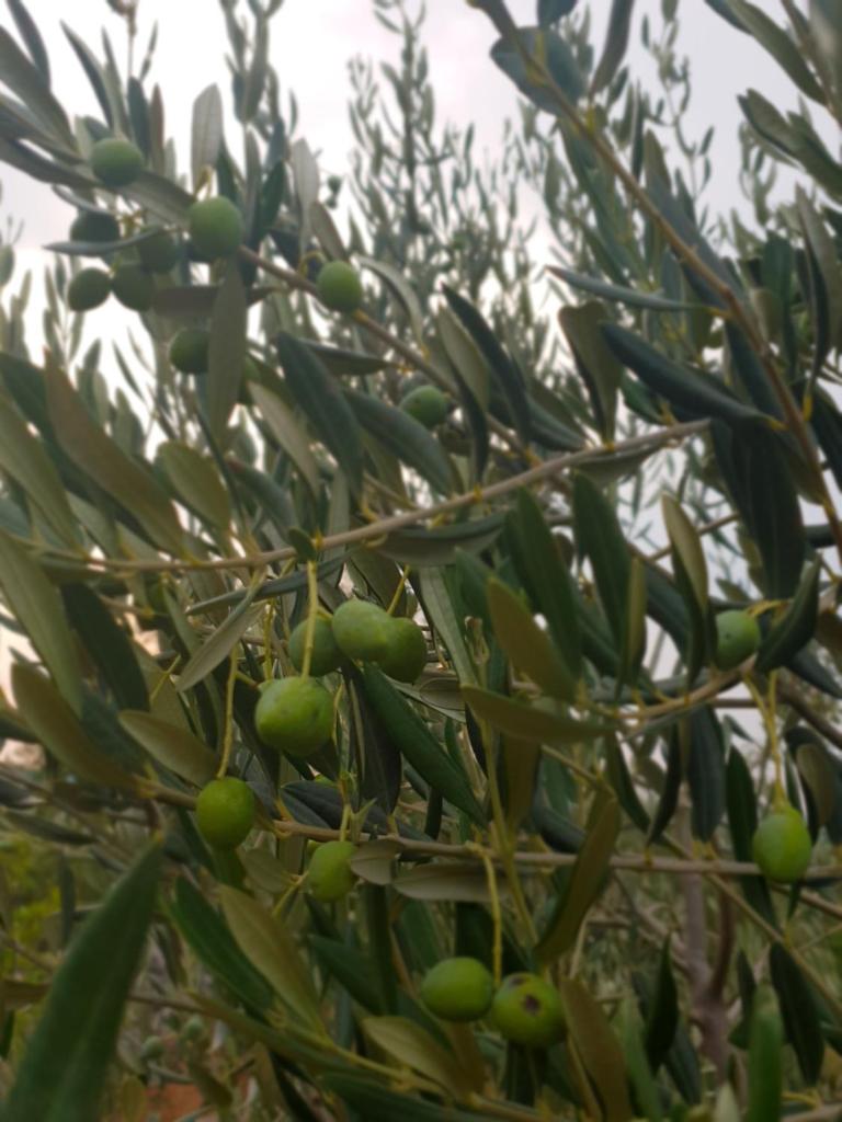 Kuća za odmor Mile photo 1