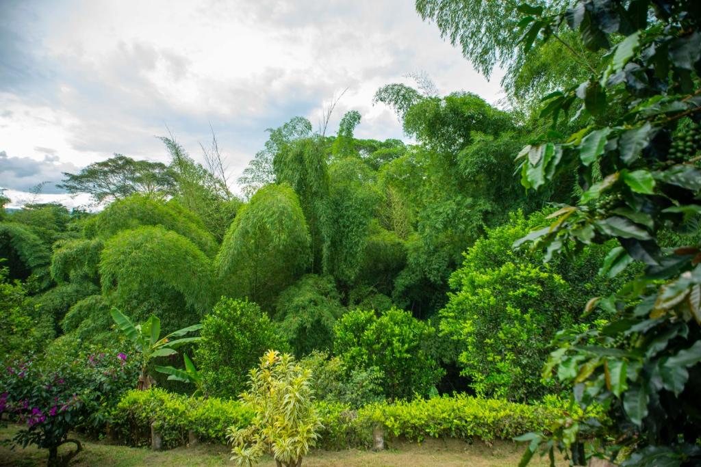 Finca Villa Gregory photo 4