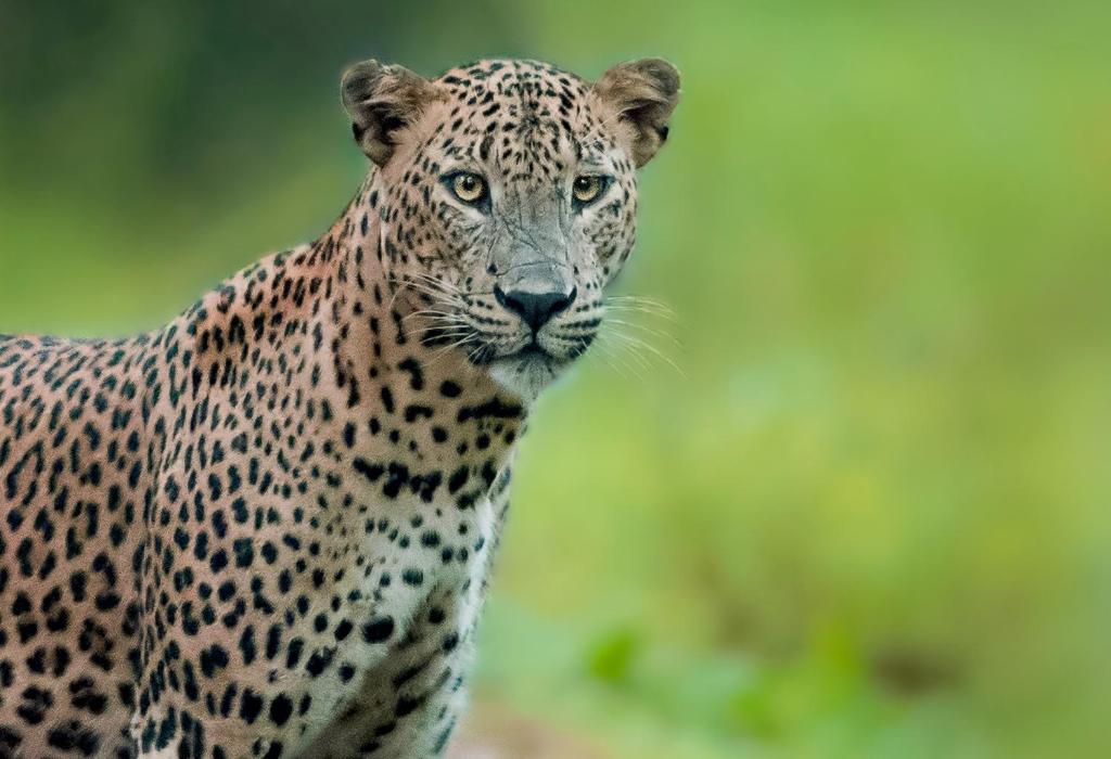 Big Game - Wilpattu by Eco Team photo 2