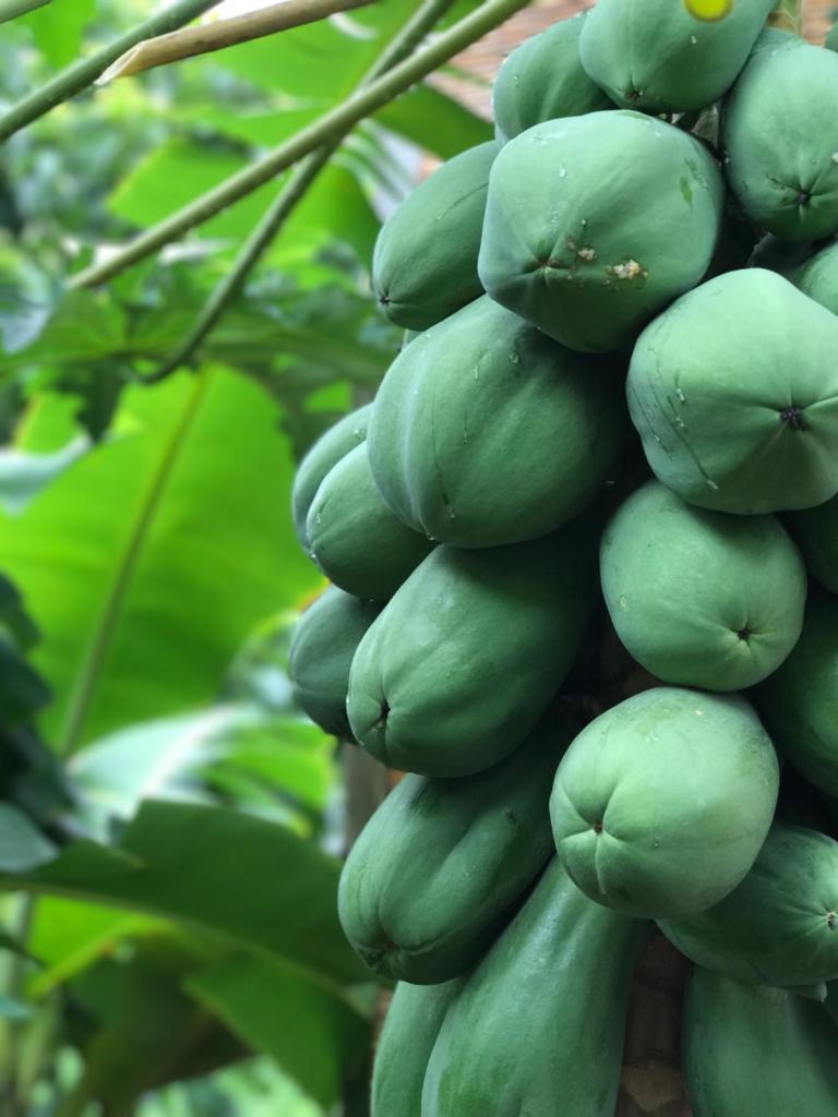 Tam Coc Mountain View Homestay